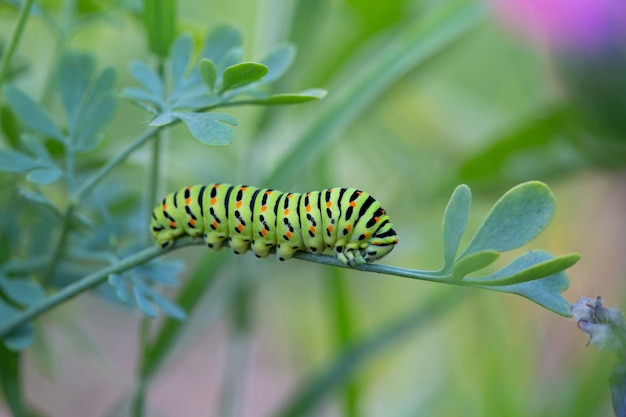 Chenille de papillon sur feuille de rue Biodiversité dans les jardins bio pour aider à restaurer les milieux