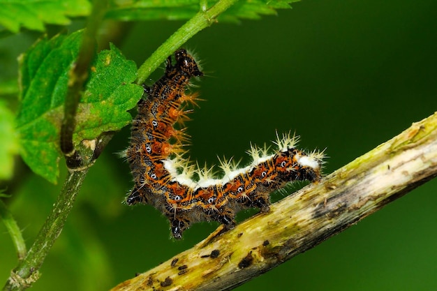 Chenille de Polygonia stock photo Chenille Amiral Papillon