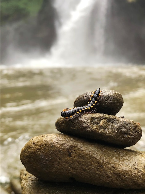 Chenille sur le rocher en équilibre