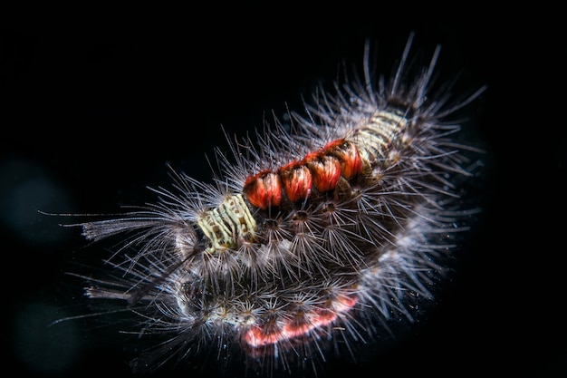 Chenille rouge Sur la scène noire