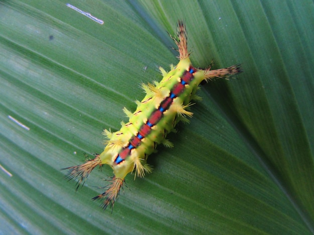 Une chenille très colorée sur une feuille