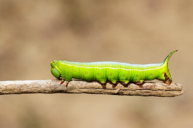 Chenille verte sur une branche