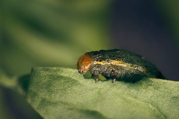 Chenille verte et brune sur les feuilles