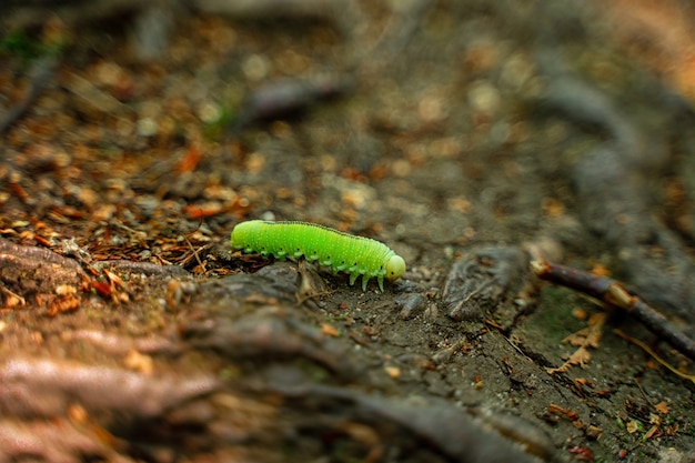 Une chenille verte dans la forêt sur la mousse