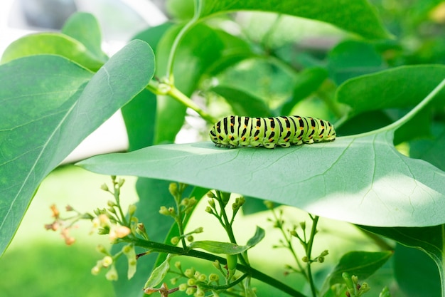 Chenille verte sur feuille de lilas