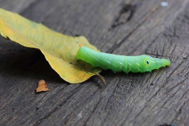 chenille verte sur feuille