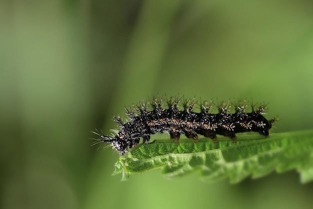 chenille verte sur une feuille