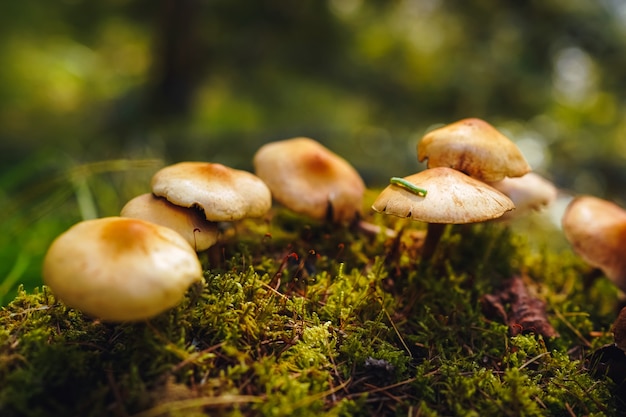 Photo la chenille verte minuscule rampe sur le chapeau d'un des champignons s'élevant sur la mousse