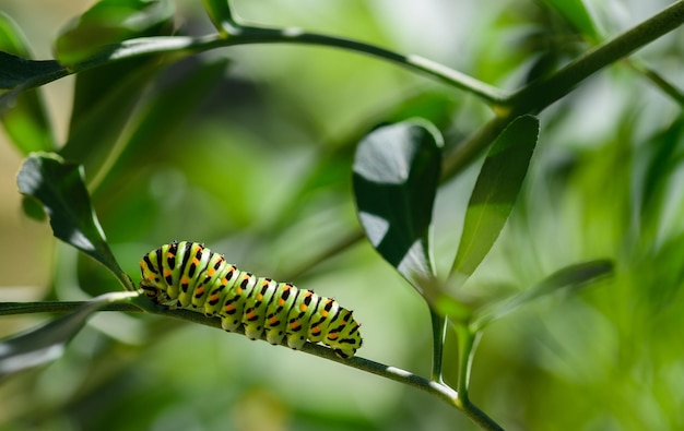 Chenille verte avec des taches sur les feuilles de la rue