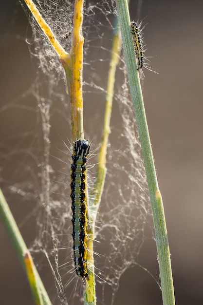 Les chenilles dans leur milieu naturel