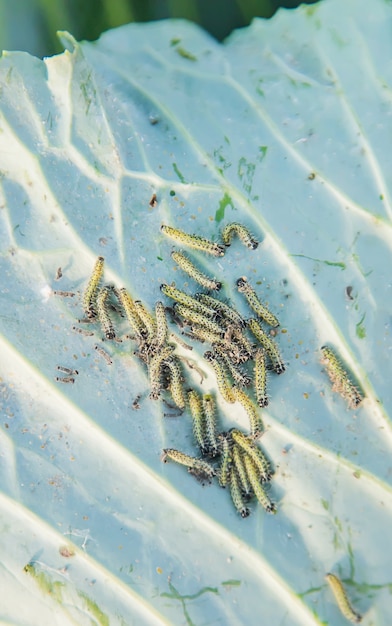 Chenilles sur la feuille de chou