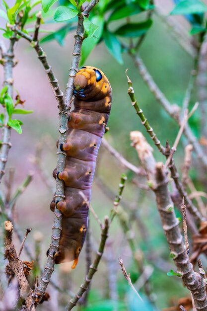 Les chenilles rampent sur l'arbre