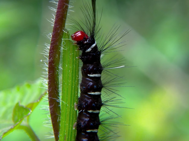 Les chenilles à rayures noires et blanches mangent les tiges des feuilles