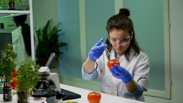 Chercheur chimiste tapant l'expertise médicale en pharmacologie sur ordinateur injectant de la tomate avec des pesticides chimiques pour une expérience agricole