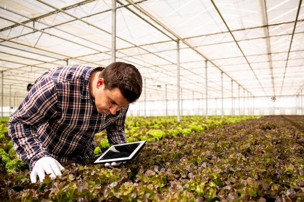 Un chercheur étudie les salades en serre. Tablette et fond de serre