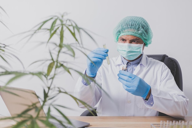 Et les chercheurs sur le cannabis expérimentent