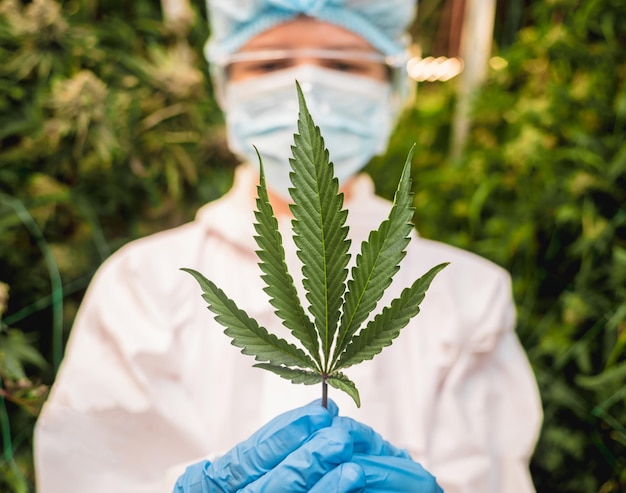 Une chercheuse coupe des feuilles et des bourgeons de cannabis dans une serre.