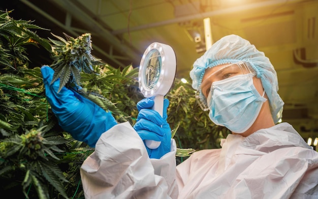 Une chercheuse examine les feuilles et les bourgeons de cannabis dans une serre.