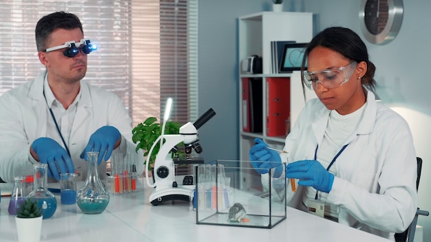 Une chercheuse noire faisant des expériences avec un hamster dans un laboratoire de chimie moderne à l'aide de ...