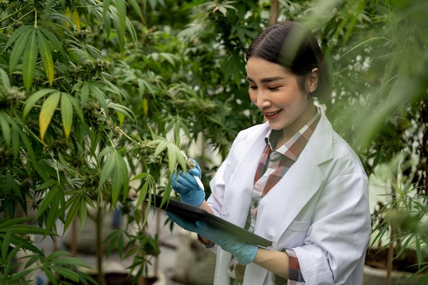 Des chercheuses scientifiques examinent les congés de cannabis et enregistrent le résultat sur une tablette numérique Expériences de culture de cannabis et culture légale de plantes de cannabis