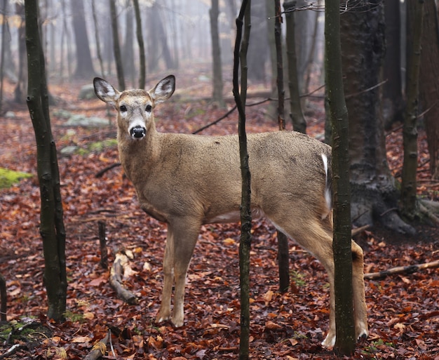 Photo chère merveille dans une forêt au début du printemps.