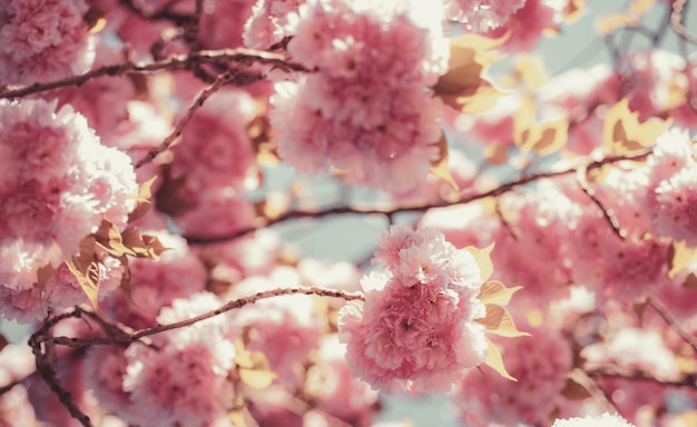 Cherry blossom sacura cherrytree belle scène de la nature avec arbre en fleurs et journée ensoleillée sakura fest