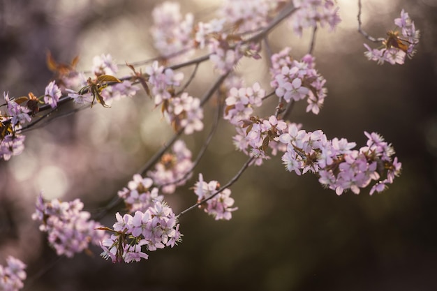 Cherry Blossom avec Soft focus Sakura saison à Moscou Contexte