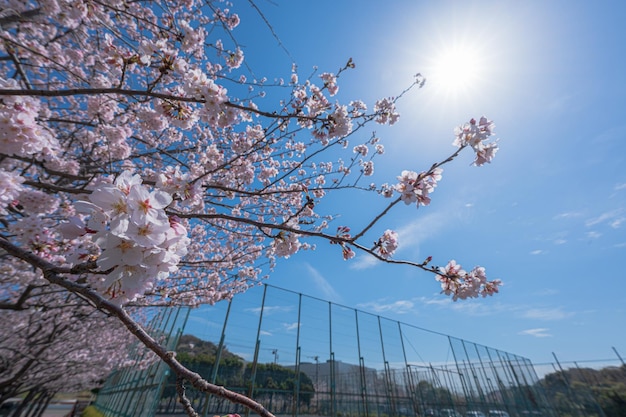 Cherry Blossoms