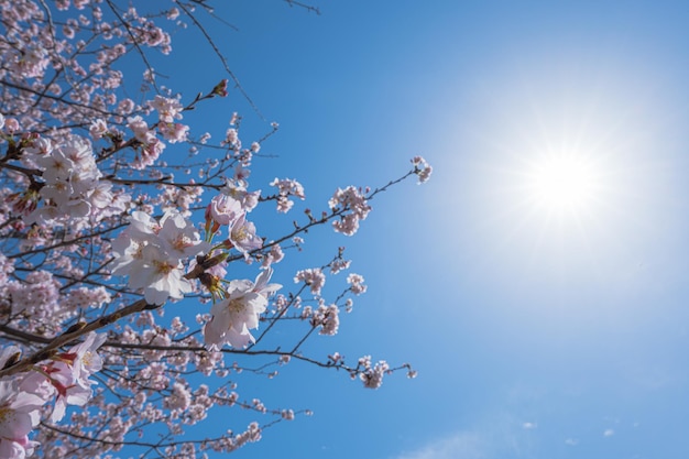 Cherry Blossoms