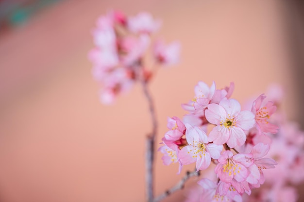 Cherry Blossoms