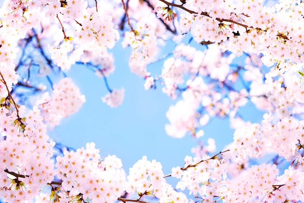 Cherry Blossoms