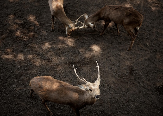 Chers cerfs, je vous en prie.