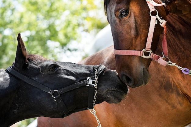 Cheval d'accouplement dans la nature