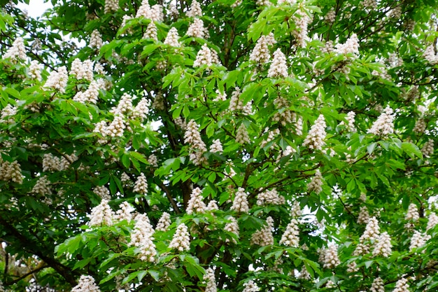 Cheval alezan fleuri Bouquets blancs de fleurs de marronnier