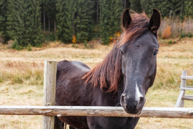 Cheval alezan sur fond de prairies et d'épicéas