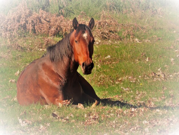 Photo un cheval allongé sur le champ.