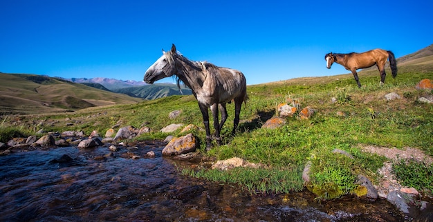 Cheval sur alpage