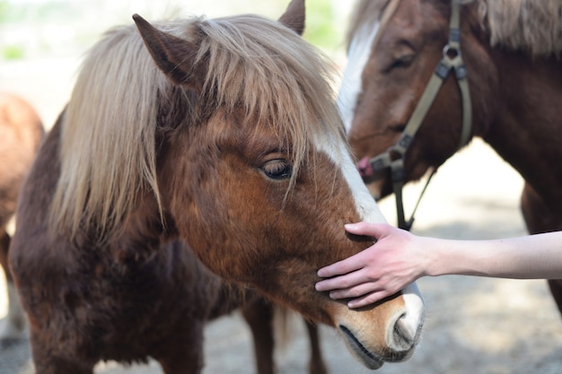 Un cheval animal de couleur brune