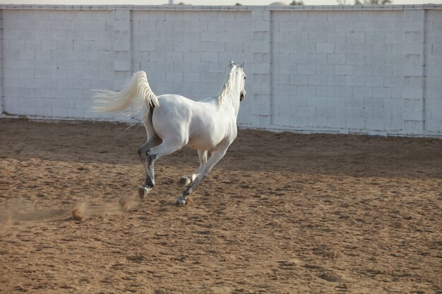 cheval arabe blanc