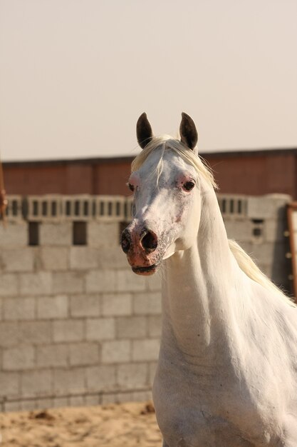 cheval arabe blanc