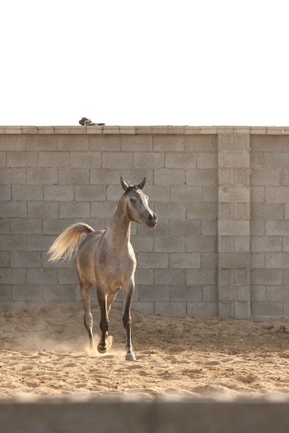 le cheval arabe est une race de cheval originaire de la péninsule arabique