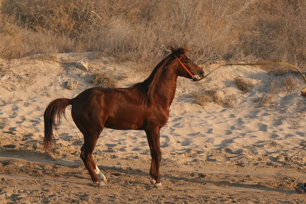 le cheval arabe est une race de cheval originaire de la péninsule arabique