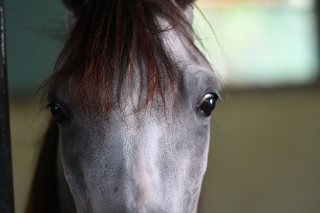 Le Cheval Arabe Est Une Race De Cheval Originaire De La Péninsule Arabique