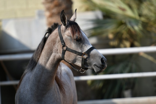 Le cheval arabe est une race de cheval originaire de la péninsule arabique