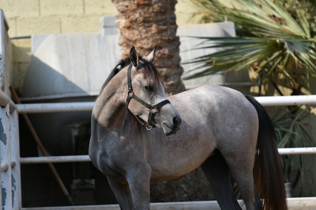 Le cheval arabe est une race de cheval originaire de la péninsule arabique