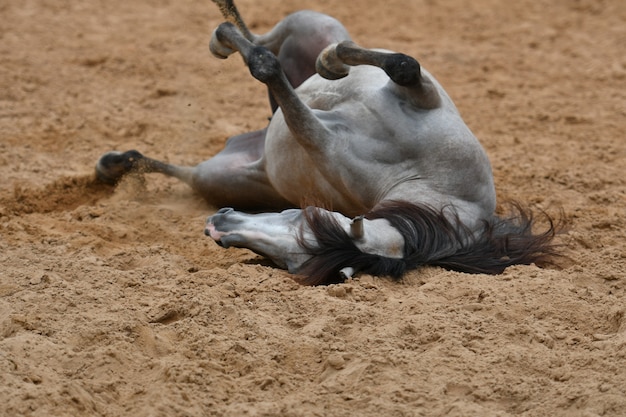 Le cheval arabe est une race de cheval originaire de la péninsule arabique