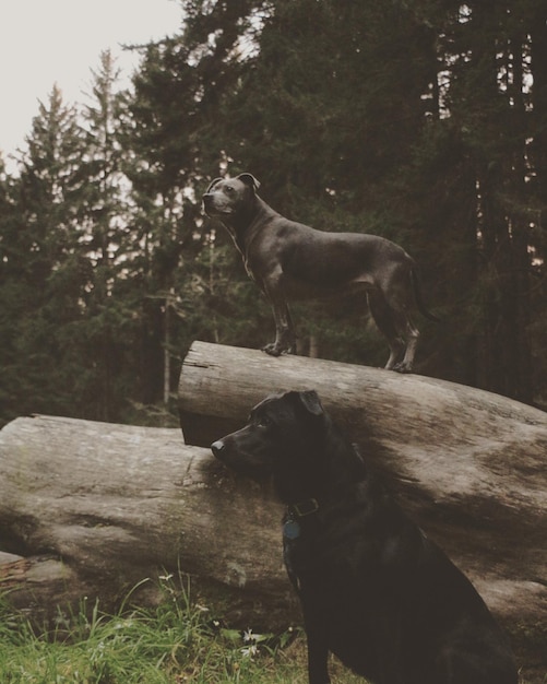 Le cheval sur l'arbre