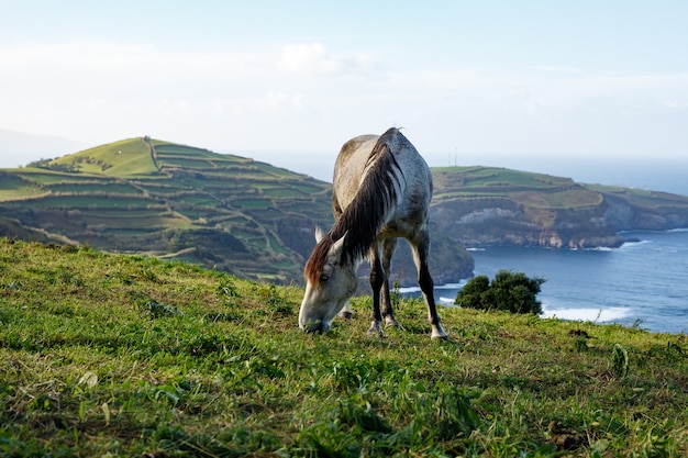 Cheval au bord de l'océan.