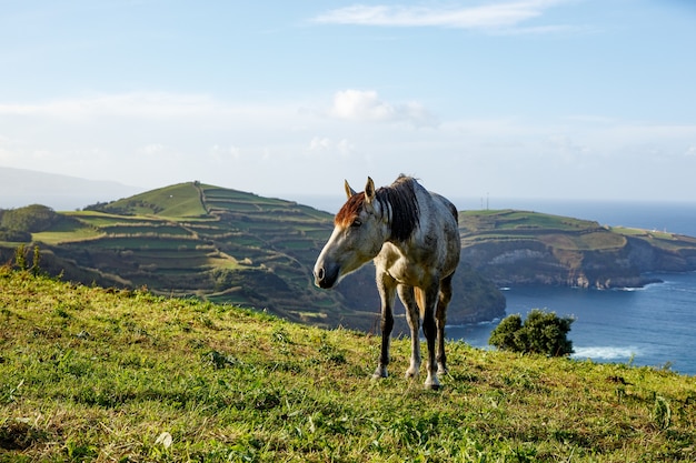 Cheval au bord de l'océan.