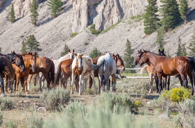 Cheval Au Pâturage Au Chili, Amérique Du Sud